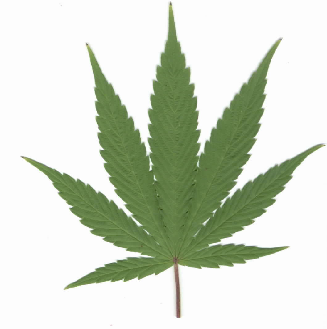 marijuana life insurance